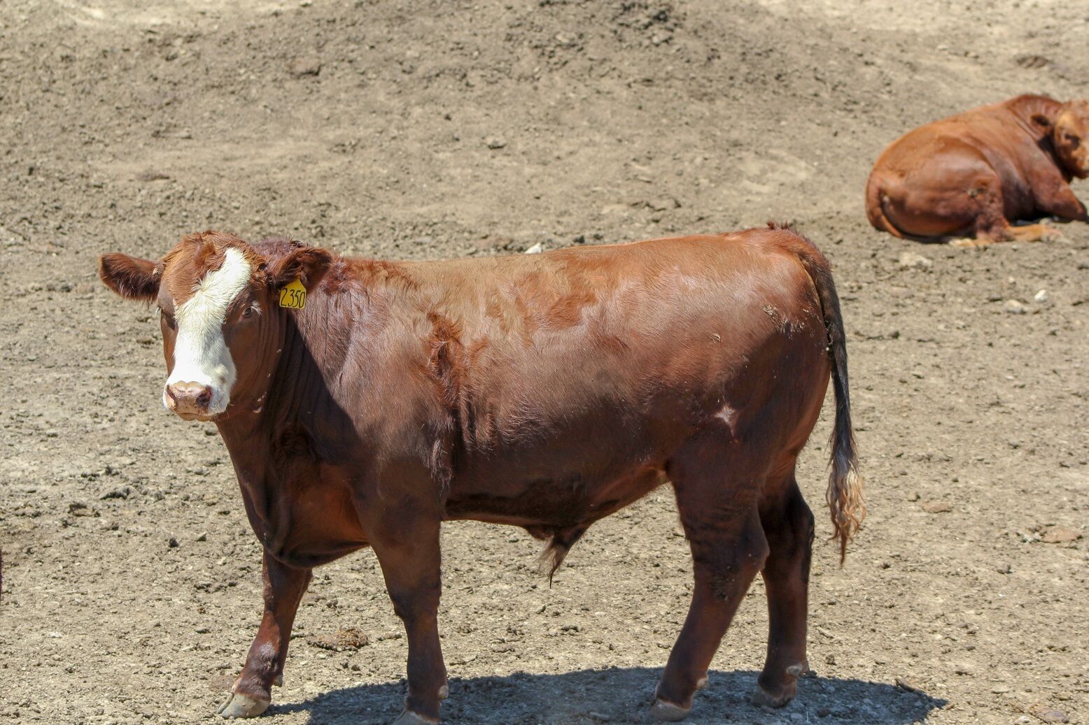 FL Generic Red Steer